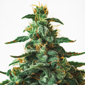 park versailles weed delivery