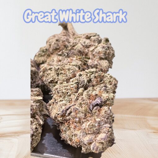 GREAT WHITE SHARK 3.5grams SATIVA 30%THC 🔥🔥