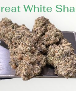 GREAT WHITE SHARK 3.5grams SATIVA 30%THC 🔥🔥