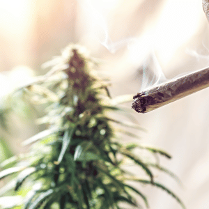 7th avenue weed delivery