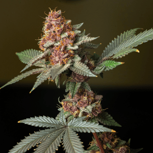 6th avenue weed delivery