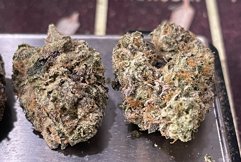 BLUE CANDY GELATO3.5grams EXOTICS 🎃HALLOSALE🎃36%THC HYBRID BLUE CANDY GELATO3.5grams EXOTICS 🎃HALLOSALE🎃36%THC HYBRID