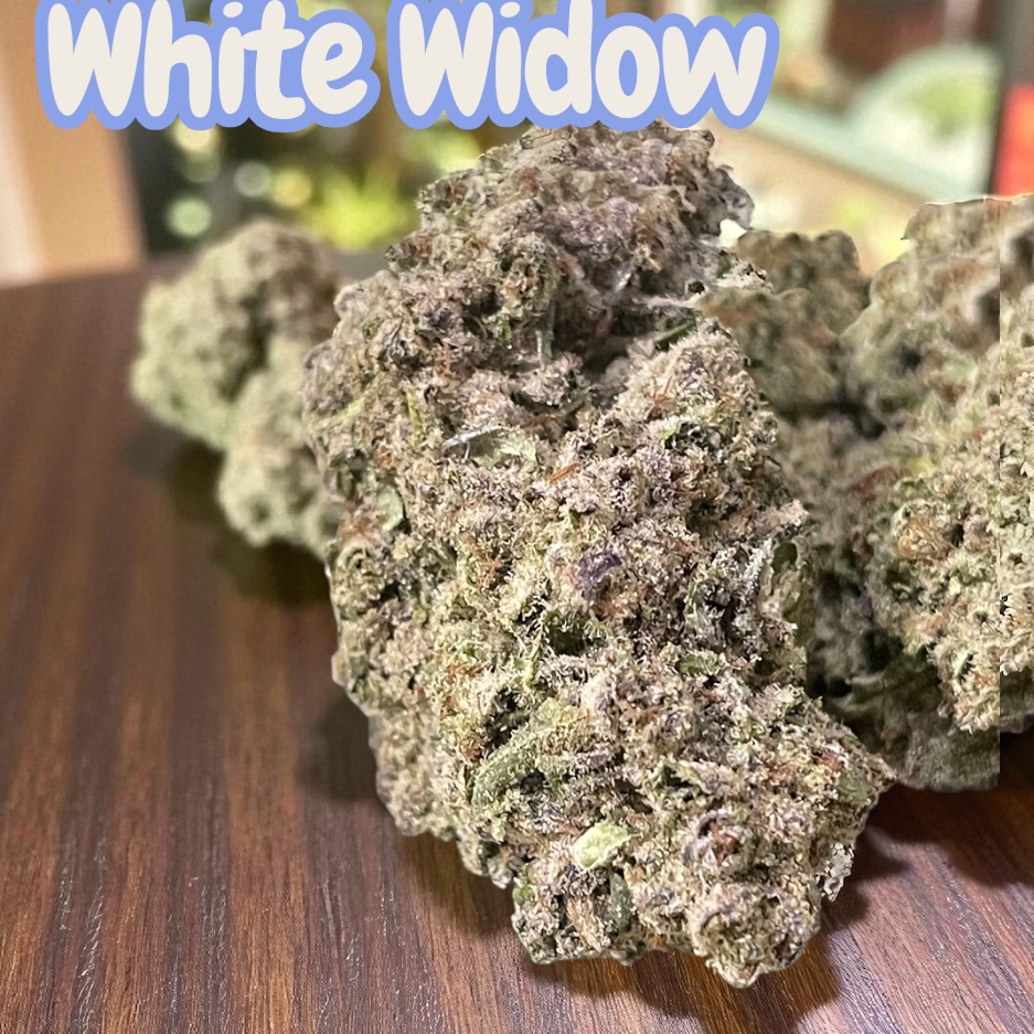 WHITE WIDOW 7GRAMS QUARTER SATIVA 🎃HALO SALE🎃 26%THC WHITE WIDOW 7GRAMS QUARTER SATIVA 🎃HALO SALE🎃 26%THC