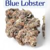 BLUE LOBSTER (Main Trees) 28grams ON SALE  37%THC HYBRID  🎃HALO SALE 🎃 🦞Limited Batch🦞NEW DROP🔥🔥