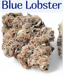 BLUE LOBSTER (Main Trees) 28grams ON SALE  37%THC HYBRID  🎃HALO SALE 🎃 🦞Limited Batch🦞NEW DROP🔥🔥
