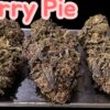 CHERRY PIE 7 GRAMS QUARTER 🎃HALLO SALE🎃 INDICA 25%THC