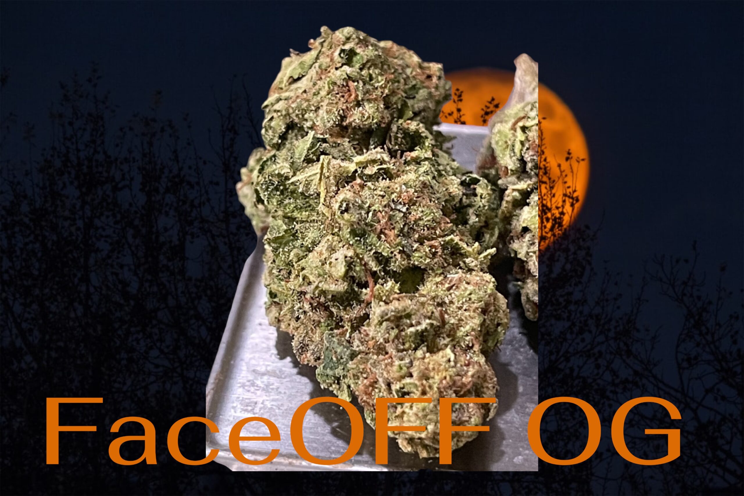 FACE OFF OG 28grams INDICA 25%THC🔥🔥 FACE OFF OG 28grams INDICA 25%THC🔥🔥