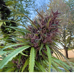 utica avenue weed delivery