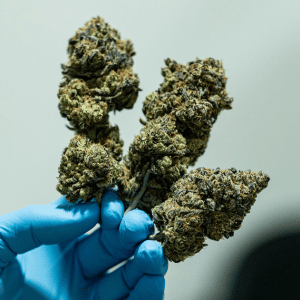 main street weed delivery