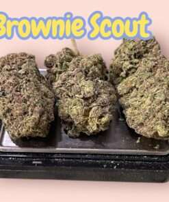 BROWNIE SCOUT 28grams OZ INDICA 28%THC 🔥🔥