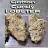 COTTON CANDY LOBSTER 🦞 28grams 25%THC HYBRID 🔥🔥