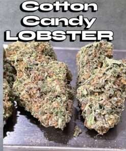 COTTON CANDY LOBSTER 🦞 28grams 25%THC HYBRID 🔥🔥