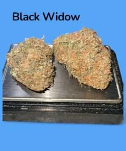 BLACK WIDOW 3.5grams HYBRID 30%THC 🔥🔥