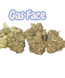 GAS FACE 7GRAMS QUARTER 25%THC HYBRID 🔥🔥