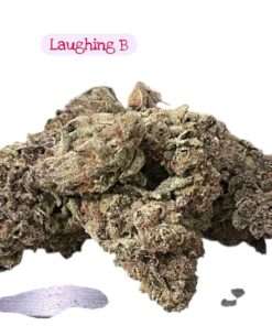 LAUGHING BUDHA  28grams OZ 29%THC SALE SATIVA 🔥🔥