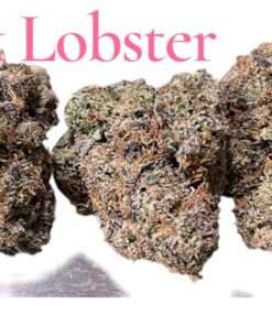 PINK LOBSTER 🦞 3.5G INDiCA 36%THC EXOTICS