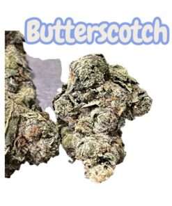 BUTTERSCOTCH GELATO 3.5g 36%THC 🎉MAY SALE🎉EXOTIC 🔥🔥HYBRID 🔥🔥