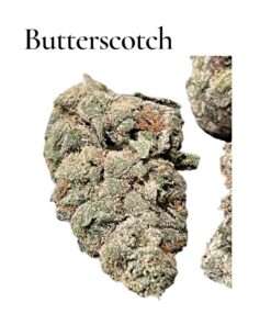 BUTTERSCOTCH GELATO 3.5g 36%THC 🎉MAY SALE🎉EXOTIC 🔥🔥HYBRID 🔥🔥