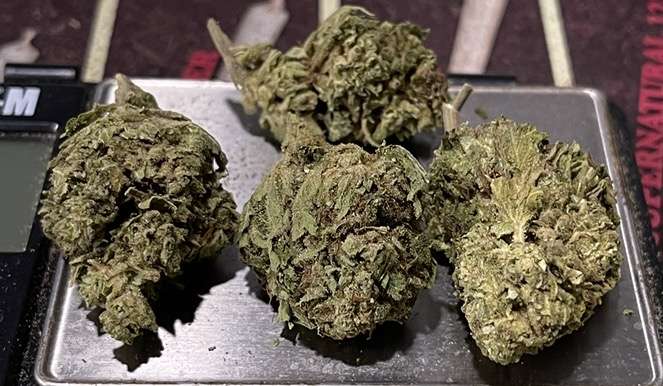 GELATO CAKE 7GRAMS 🎉SPRING SALE 🎉INDICA 24%THC GELATO CAKE 7GRAMS 🎉SPRING SALE 🎉INDICA 24%THC