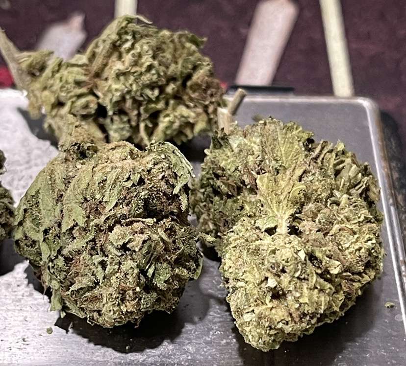 GELATO CAKE 7GRAMS 🎉SPRING SALE 🎉INDICA 24%THC GELATO CAKE 7GRAMS 🎉SPRING SALE 🎉INDICA 24%THC