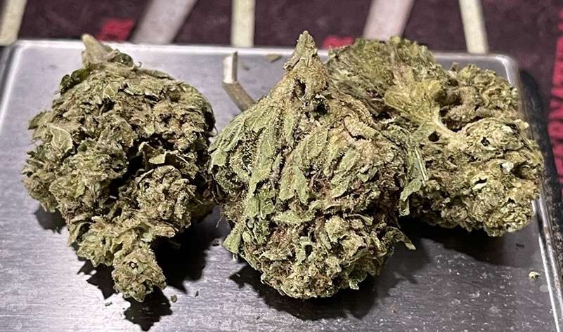 GELATO CAKE 7GRAMS 🎉SPRING SALE 🎉INDICA 24%THC GELATO CAKE 7GRAMS 🎉SPRING SALE 🎉INDICA 24%THC