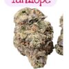 TANGILOPE 28grams Oz SATIVA EXOTIC 37%THC 🏆CUP WINNER🏆