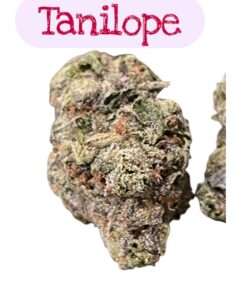 TANGILOPE 28grams Oz SATIVA EXOTIC 37%THC 🏆CUP WINNER🏆