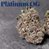PLATINUM OG 3.5grams 32%THC CRAFT CANNABIS OLD SCHOOL PLATINUM ON SALE 🔥🔥🔥