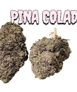 PINA COLADA 7 grams QUARTER 25% THC HYBRID