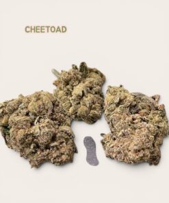 CHEETOAD 🐸🐸3.5grams 36%THC   (cheetah breath x Todd Venon) 🏆LIMITED BATCH 🔥SUMMER SALE🔥