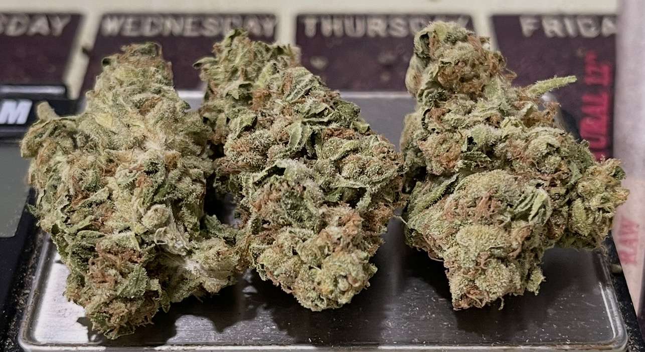 WEBSTER 28grams OZ ON SALE SATIVA 25%THC WEBSTER 28grams OZ ON SALE SATIVA 25%THC