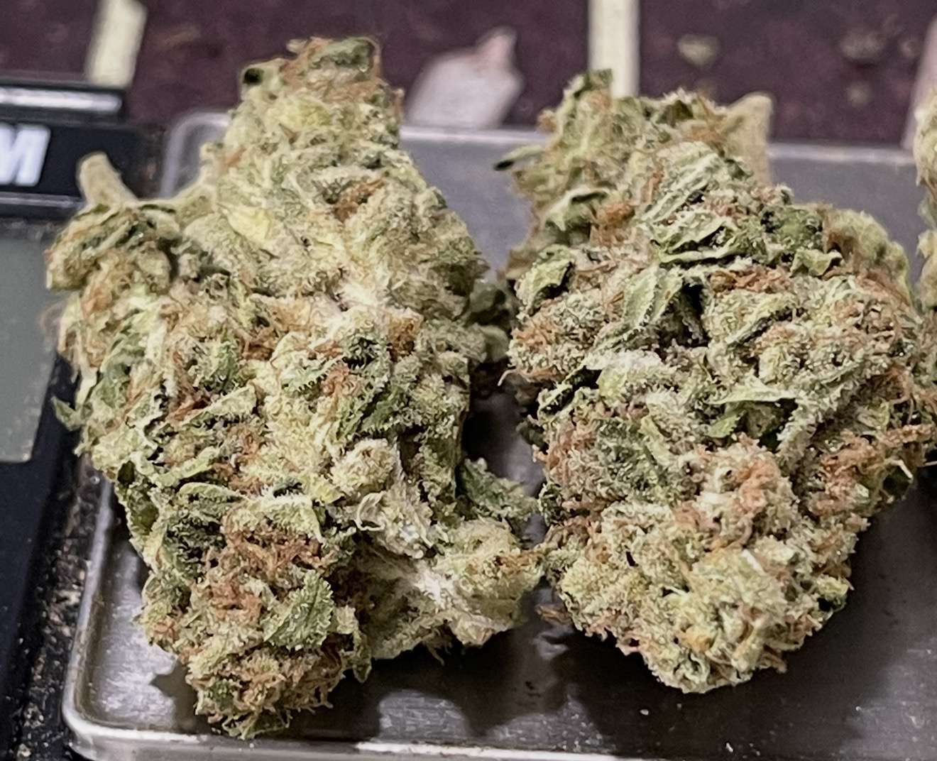 WEBSTER 28grams OZ ON SALE SATIVA 25%THC WEBSTER 28grams OZ ON SALE SATIVA 25%THC