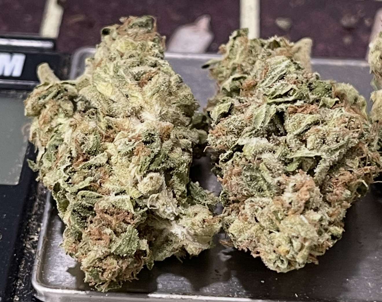 WEBSTER 28grams OZ ON SALE SATIVA 25%THC WEBSTER 28grams OZ ON SALE SATIVA 25%THC