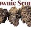 BROWNIE SCOUT 7GRAMS  SALE QUARTER INDICA 25%THC 🔥🔥
