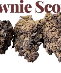 BROWNIE SCOUT 7GRAMS  SALE QUARTER INDICA 25%THC 🔥🔥