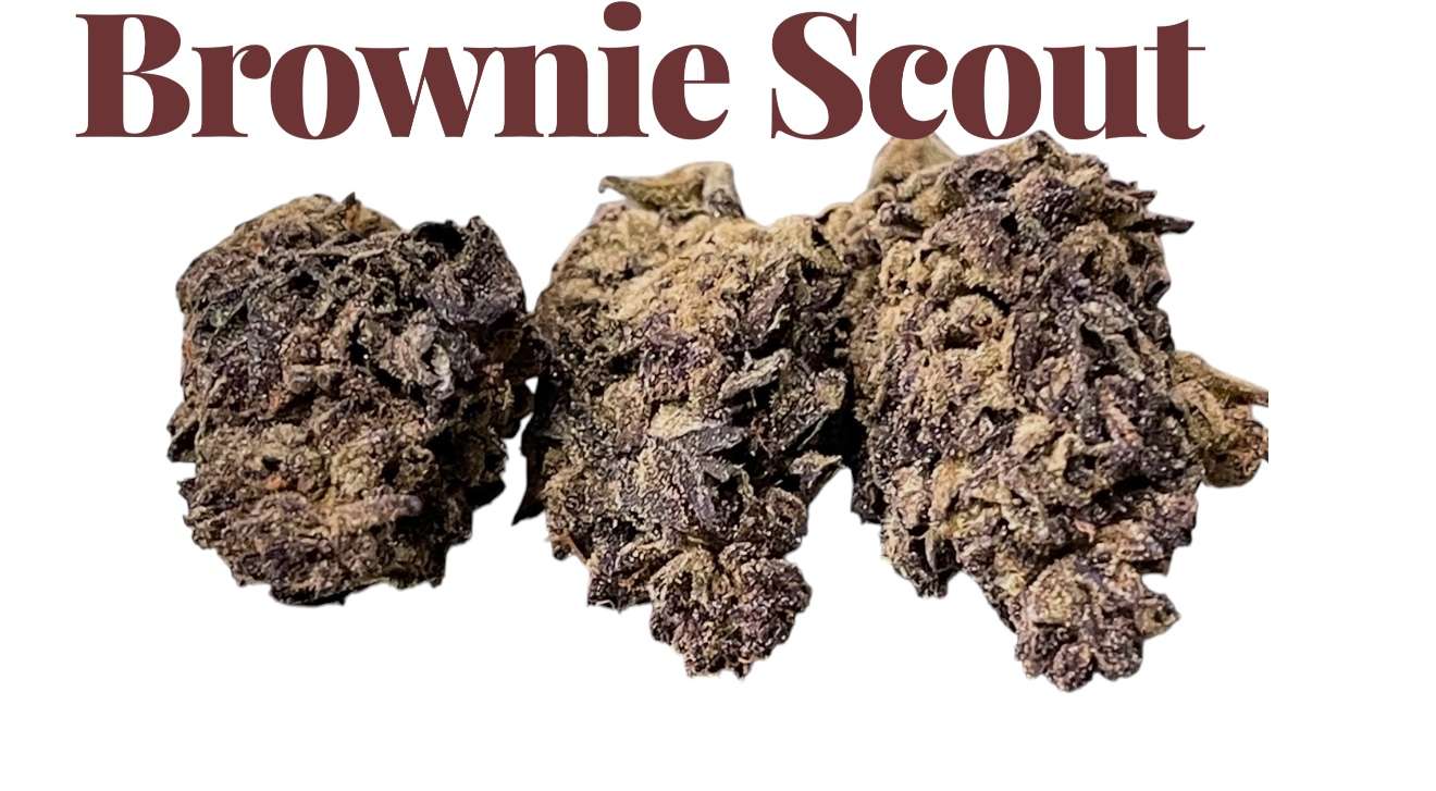 BROWNIE SCOUT 7GRAMS SALE QUARTER INDICA 25%THC 🔥🔥 BROWNIE SCOUT 7GRAMS SALE QUARTER INDICA 25%THC 🔥🔥