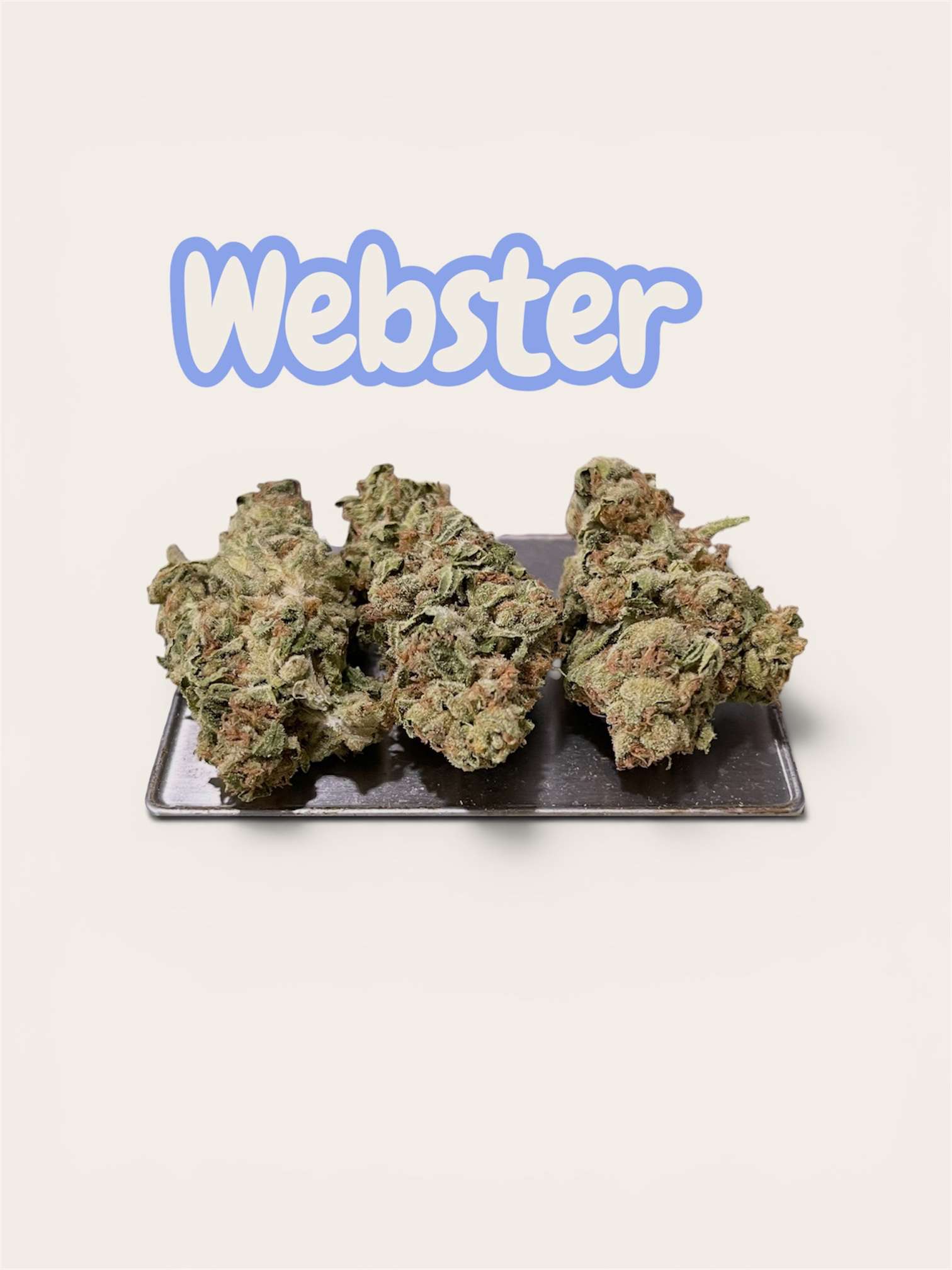 WEBSTER 28grams OZ ON SALE SATIVA 25%THC WEBSTER 28grams OZ ON SALE SATIVA 25%THC
