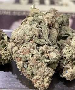 HASH PLANT 7GRAMS QUARTER 25%THC INDICA ⛱️SUMMER SALE⛱️