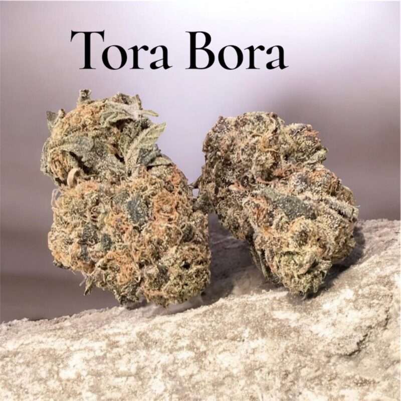 Tora Bora Review: A Legendary Indica Delivering Earthy Terpenes, Heavy Body Relaxation, and Long-Lasting Sedation