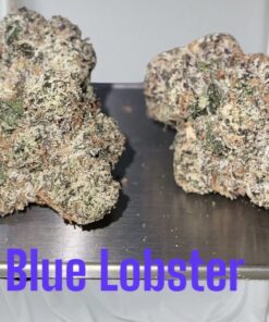 BLUE LOBSTER 3.5g ON SALE HYBRID AWARD WINNING BATCH LIMITED 🔥🔥🔥35%THC 🎉NEW BATCH BLUE LOBSTER 3.5g ON SALE HYBRID AWARD WINNING BATCH LIMITED 🔥🔥🔥35%THC 🎉NEW BATCH