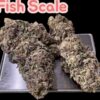 BLUE CHEESE 28g INDICA OZ ON SALE 🔥🔥25%THC