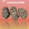CHOCOLATINA 28grams OZ ON SALE 36% THC SATIVA 🏆🏆 EXOTICS 🔥🔥 RARE