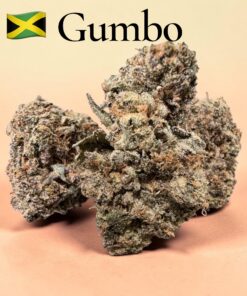 JAMAICAN GUMBO INDICA EXOTICS +++ 35% THC RARE BATCH JAMAICAN GUMBO INDICA EXOTICS +++ 35% THC RARE BATCH